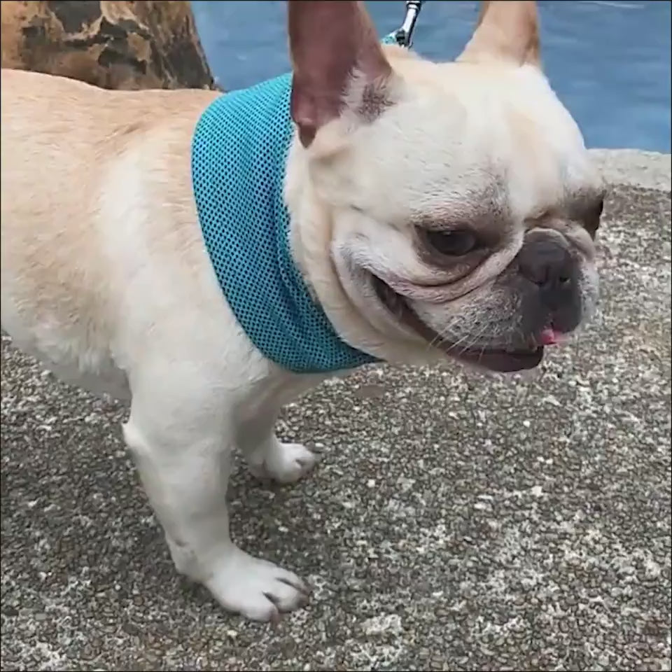 New Instant Cooling Pet Bandana Dog Scarf Summer C